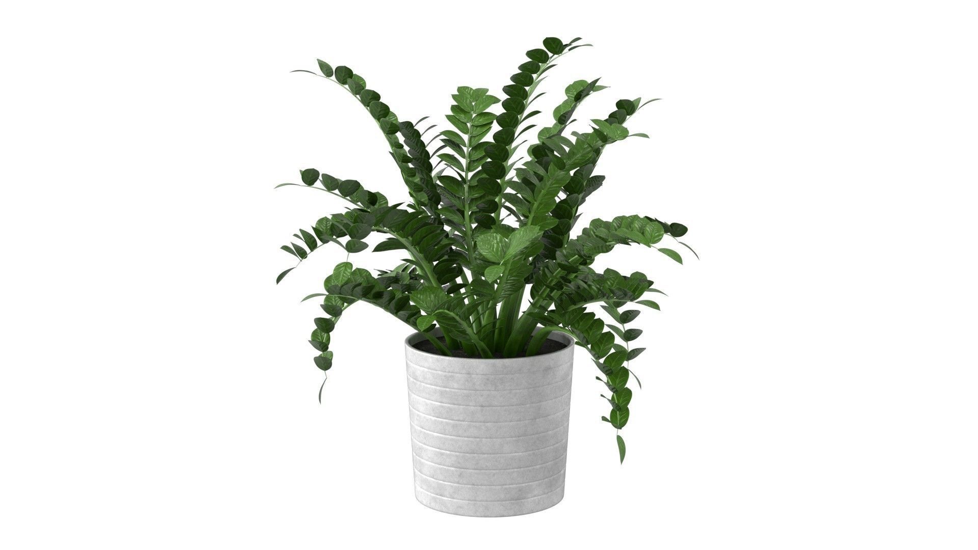 Zamioculcas Zamiifolia - Indoor Plant Low-poly 3D model_14