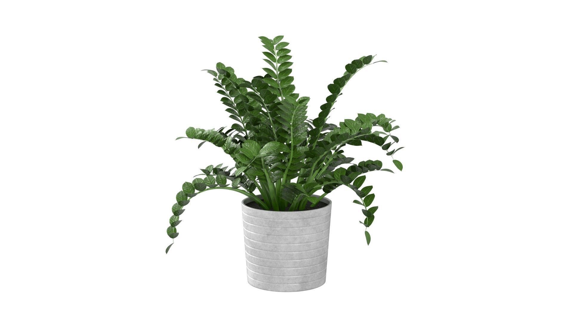 Zamioculcas Zamiifolia - Indoor Plant Low-poly 3D model_1