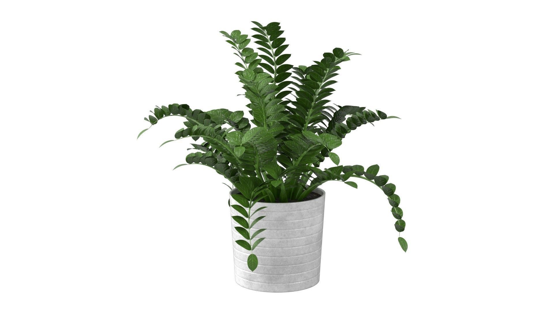 Zamioculcas Zamiifolia - Indoor Plant Low-poly 3D model_12