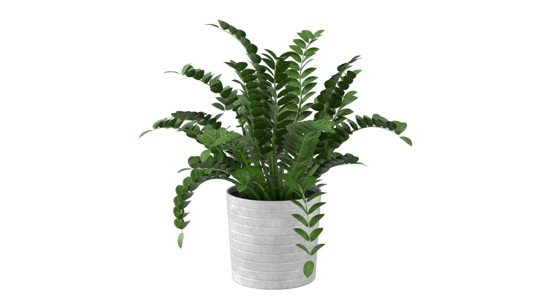Zamioculcas Zamiifolia - Indoor Plant Low-poly 3D model_10