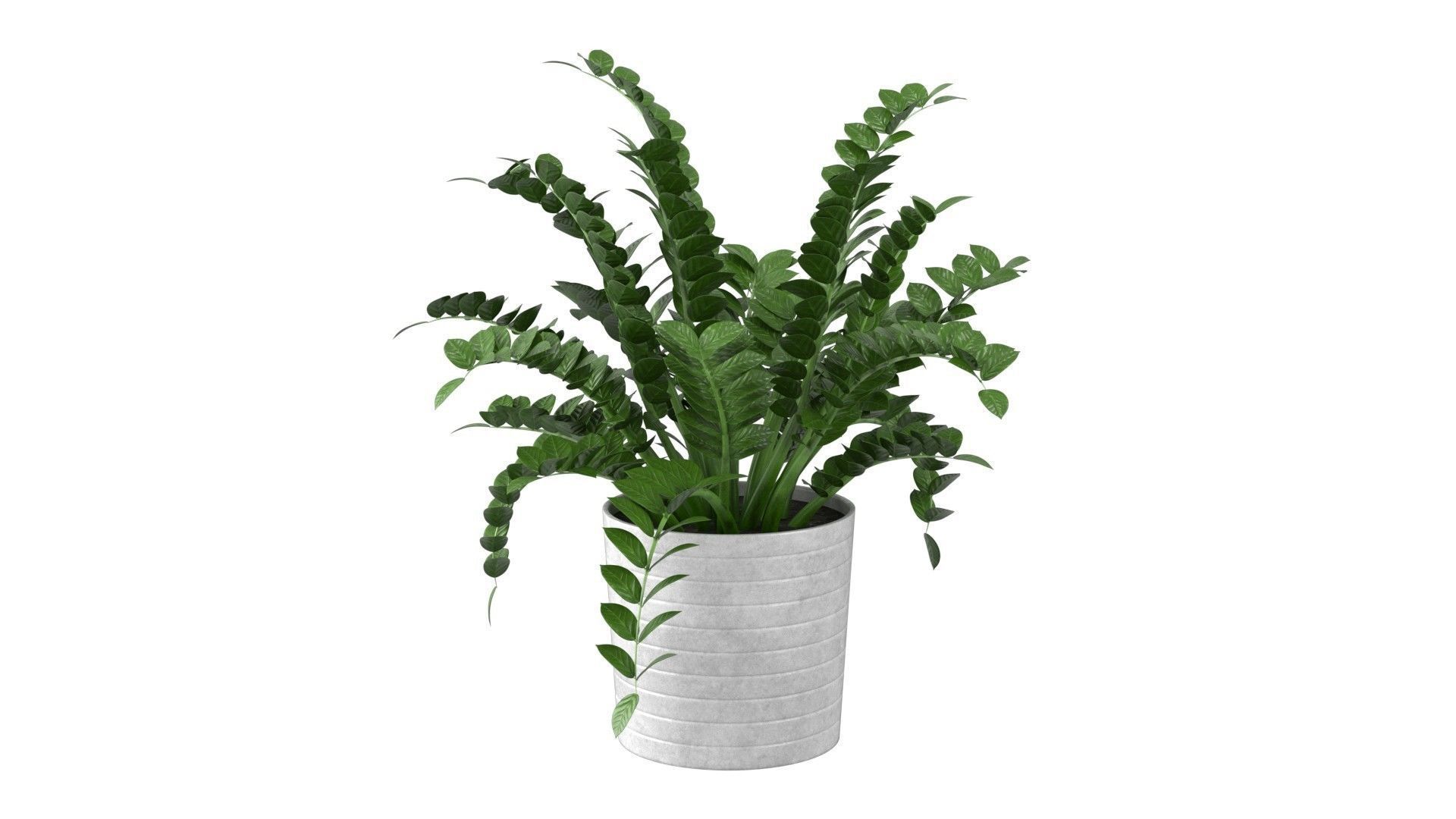 Zamioculcas Zamiifolia - Indoor Plant Low-poly 3D model_9