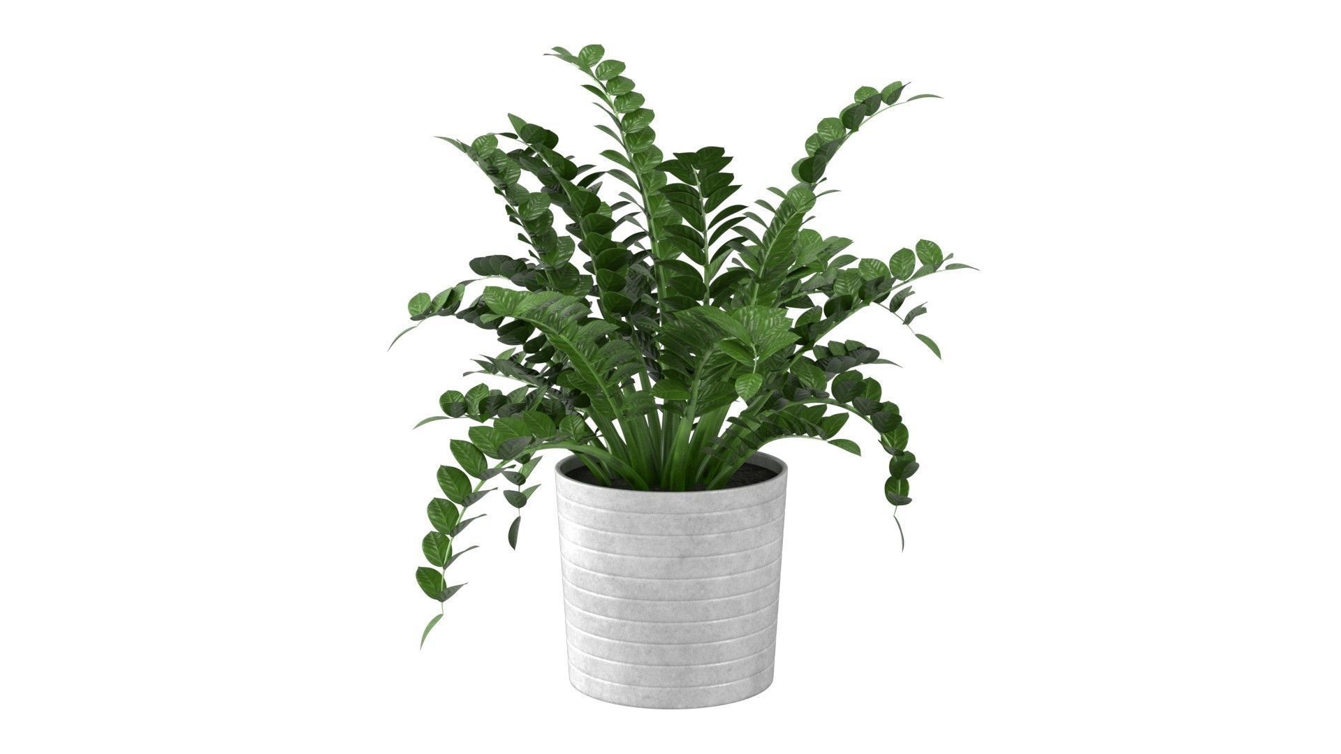 Zamioculcas Zamiifolia - Indoor Plant Low-poly 3D model_20