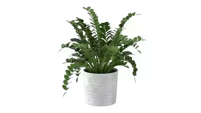 Zamioculcas Zamiifolia - Indoor Plant Low-poly 3D model
