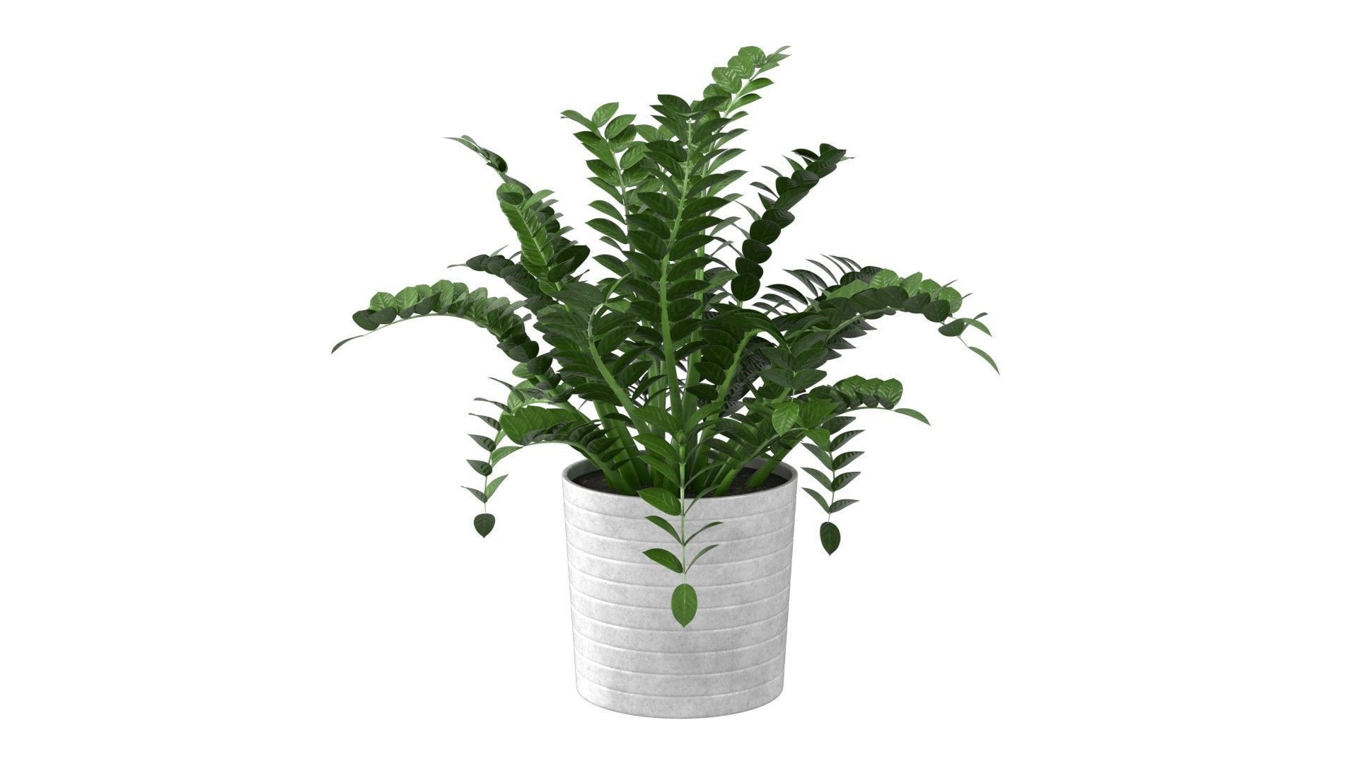 Zamioculcas Zamiifolia - Indoor Plant Low-poly 3D model_17