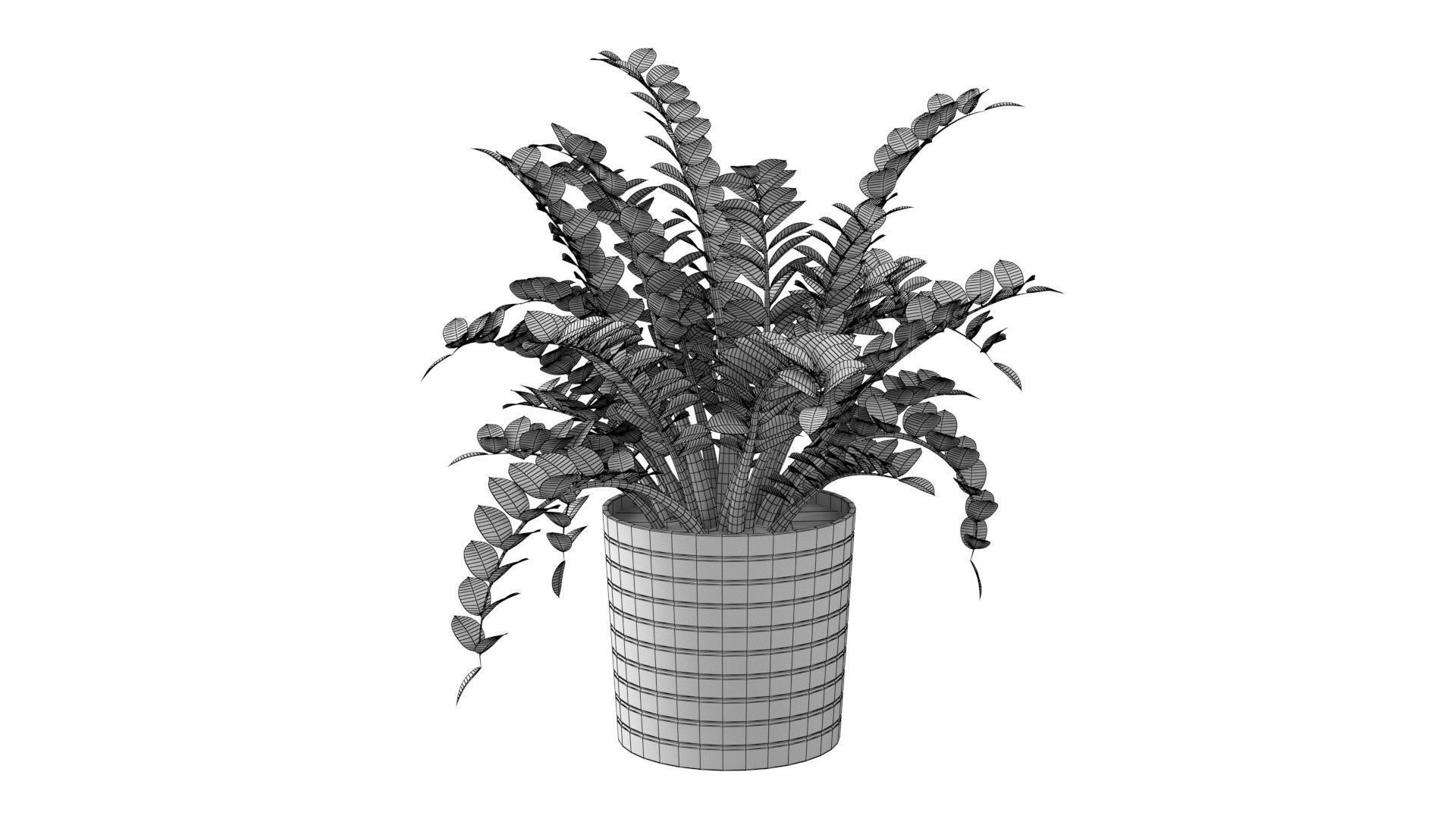 Zamioculcas Zamiifolia - Indoor Plant Low-poly 3D model_6