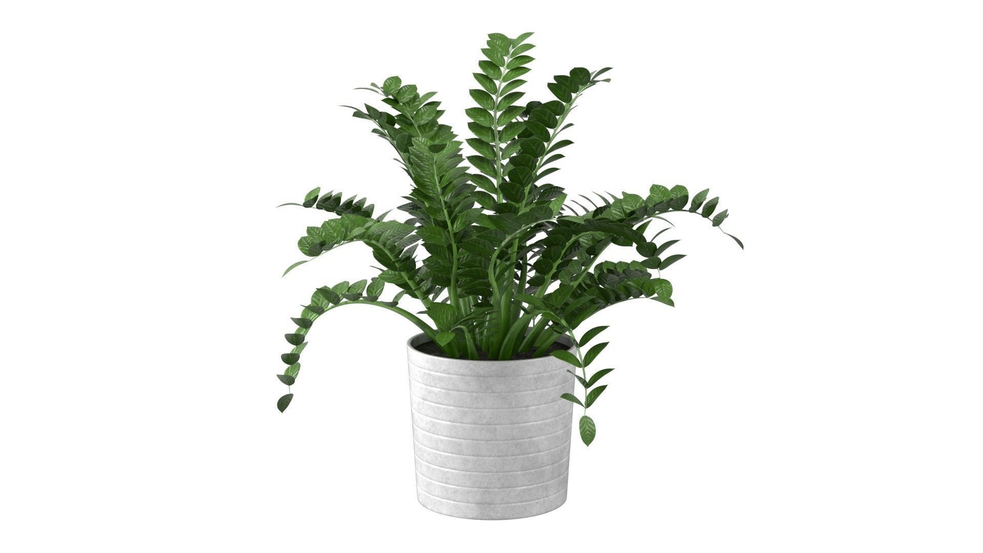 Zamioculcas Zamiifolia - Indoor Plant Low-poly 3D model_18