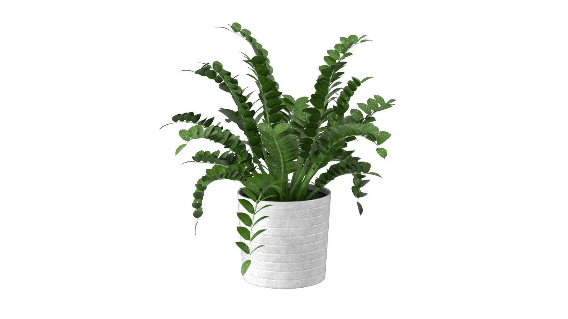 Zamioculcas Zamiifolia - Indoor Plant Low-poly 3D model_3