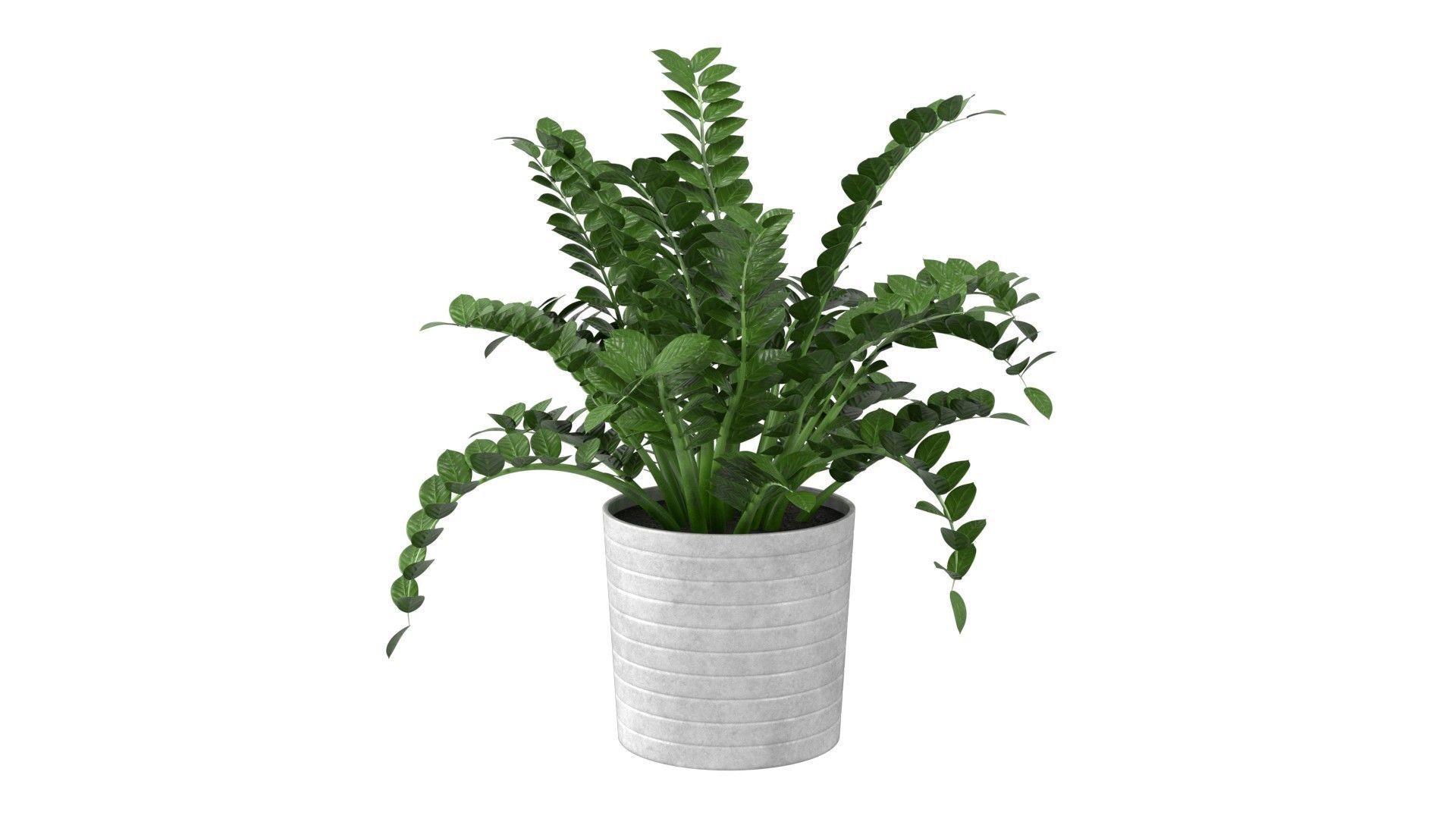 Zamioculcas Zamiifolia - Indoor Plant Low-poly 3D model_19