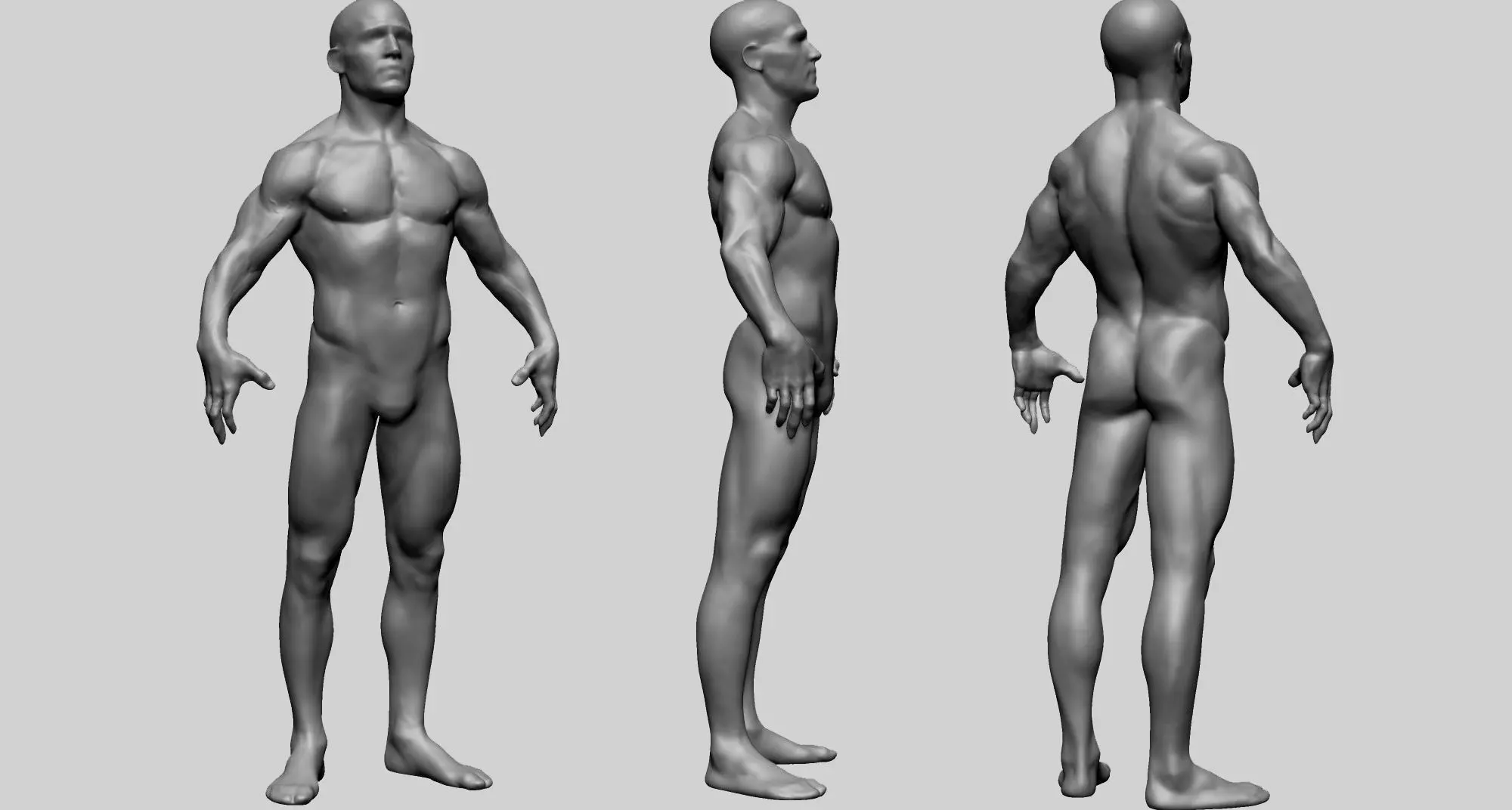 Male Anatomy C 3D model_0