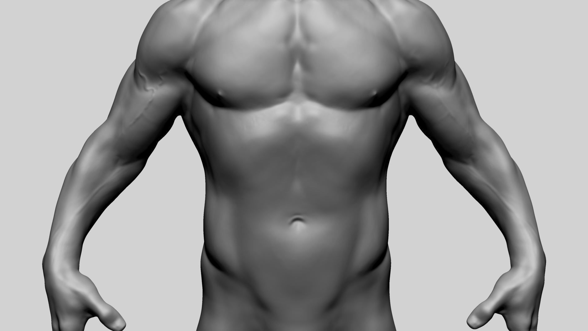 Male Anatomy C 3D model_11