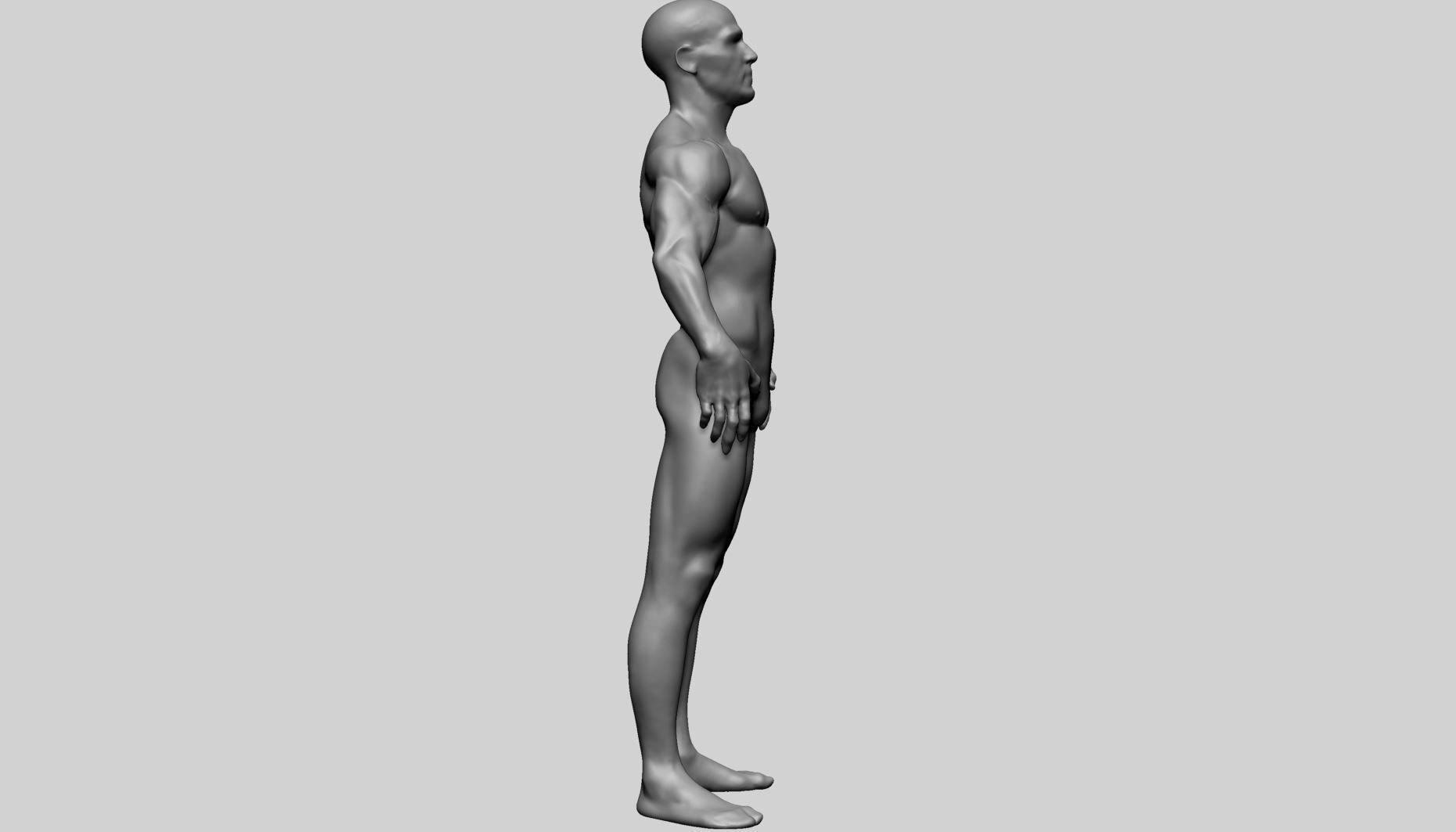 Male Anatomy C 3D model_3
