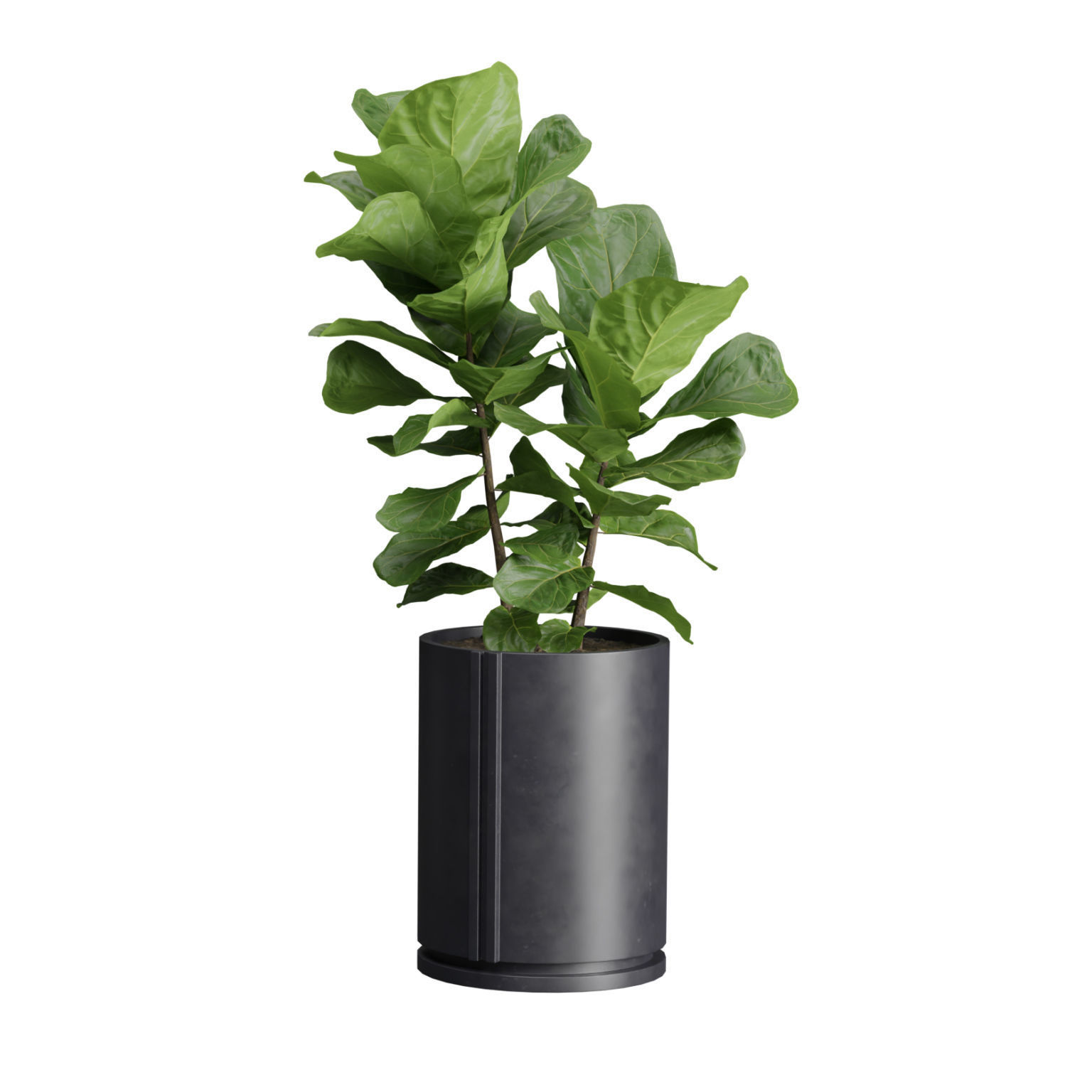 Indoor Plants Pack 38 3D model_7