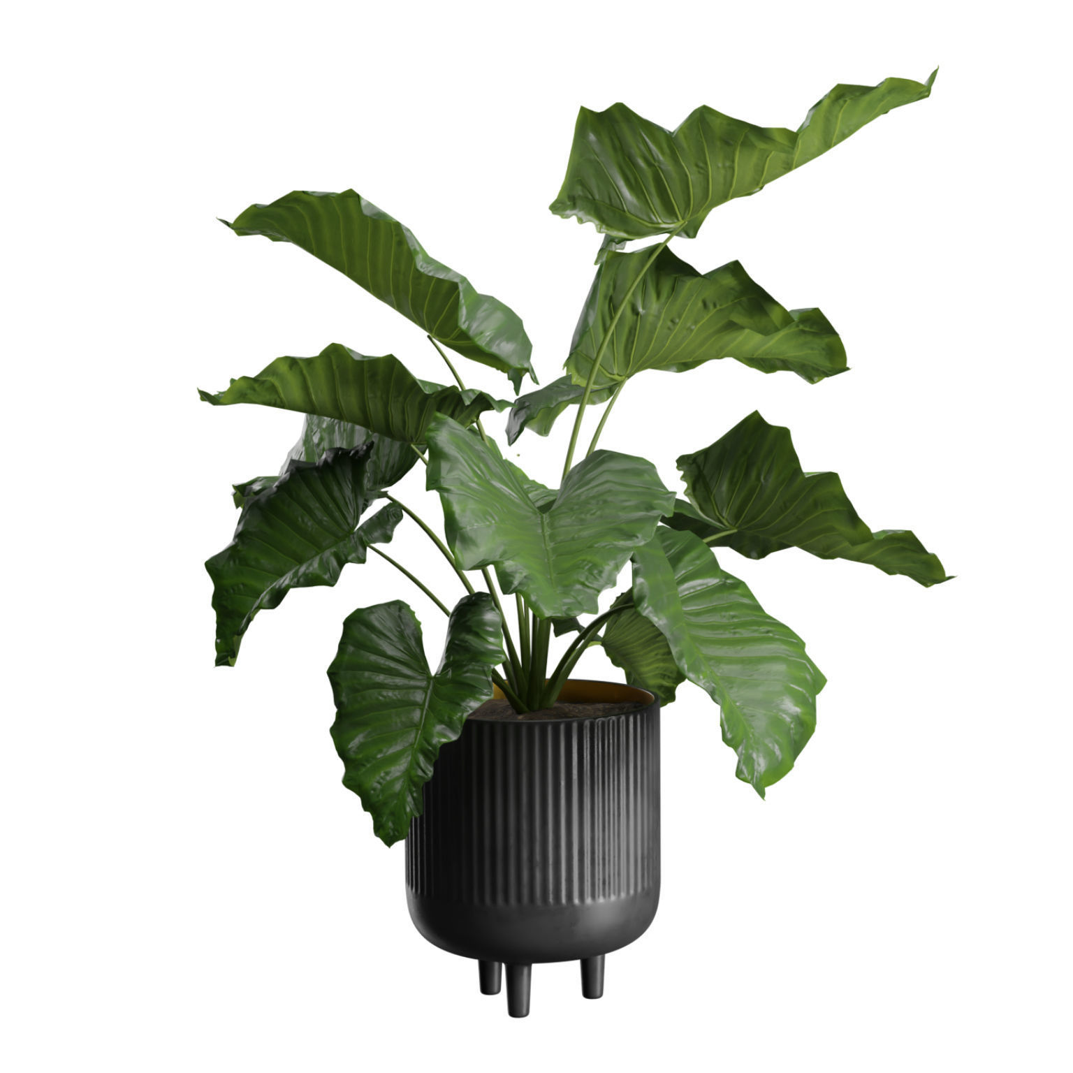 Indoor Plants Pack 38 3D model_5