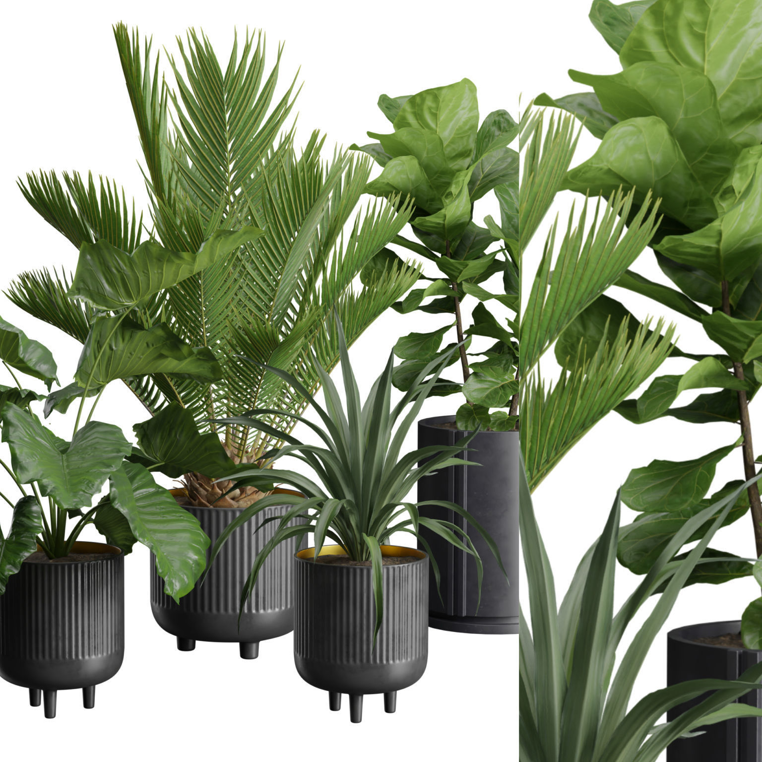 Indoor Plants Pack 38 3D model_2
