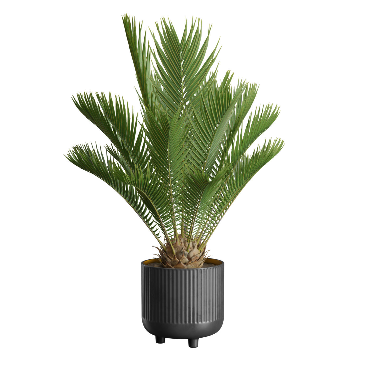 Indoor Plants Pack 38 3D model_3