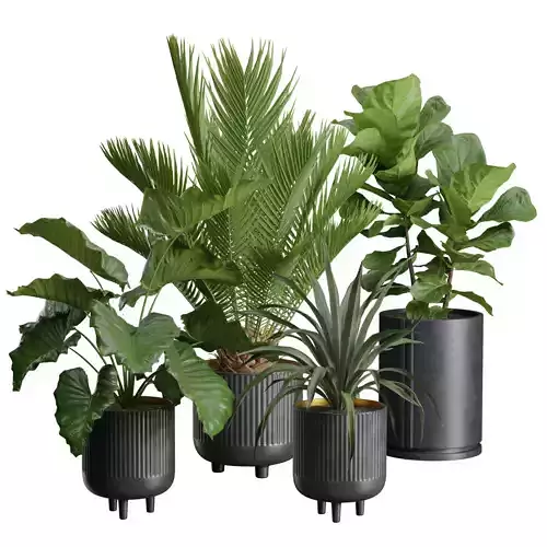Indoor Plants Pack 38 3D model