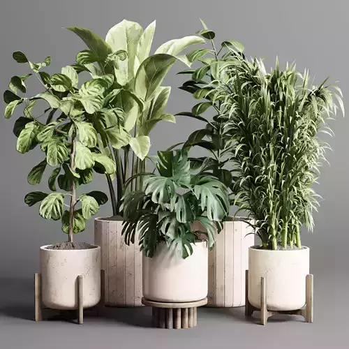 Indoor plant set 336 wooden vase  monstera plam ficus rubbery Low-poly 3D model
