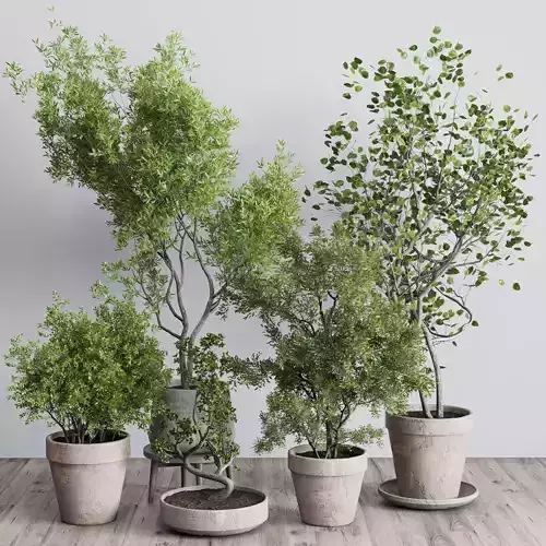 Tree and Bush in an old earthenware vase indoor collection 339