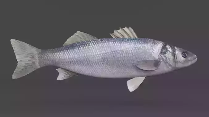 Seabass Fish