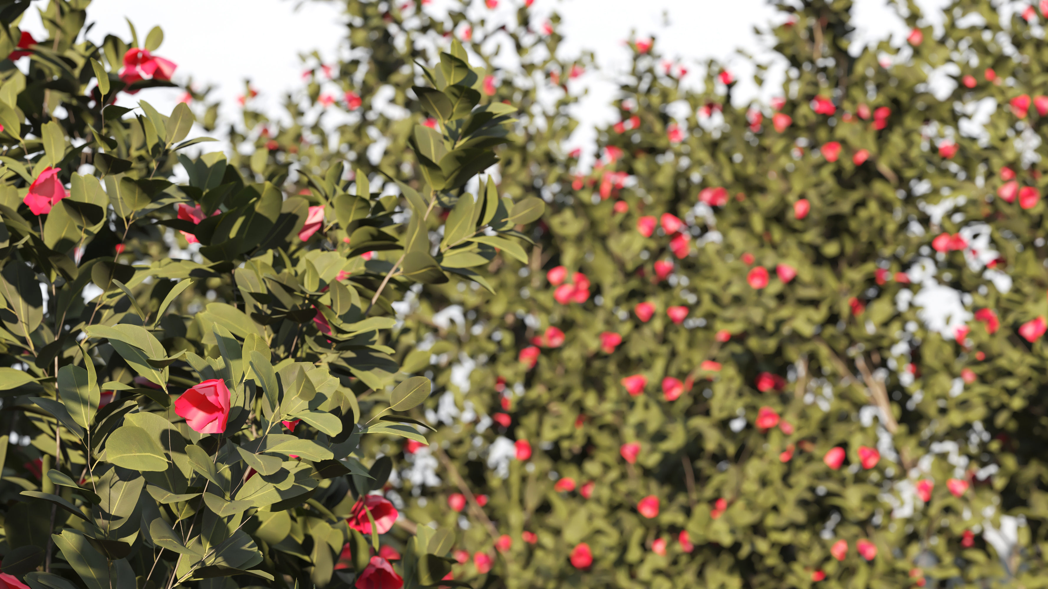 4 tree 3d models-Vol 02 3D model_3