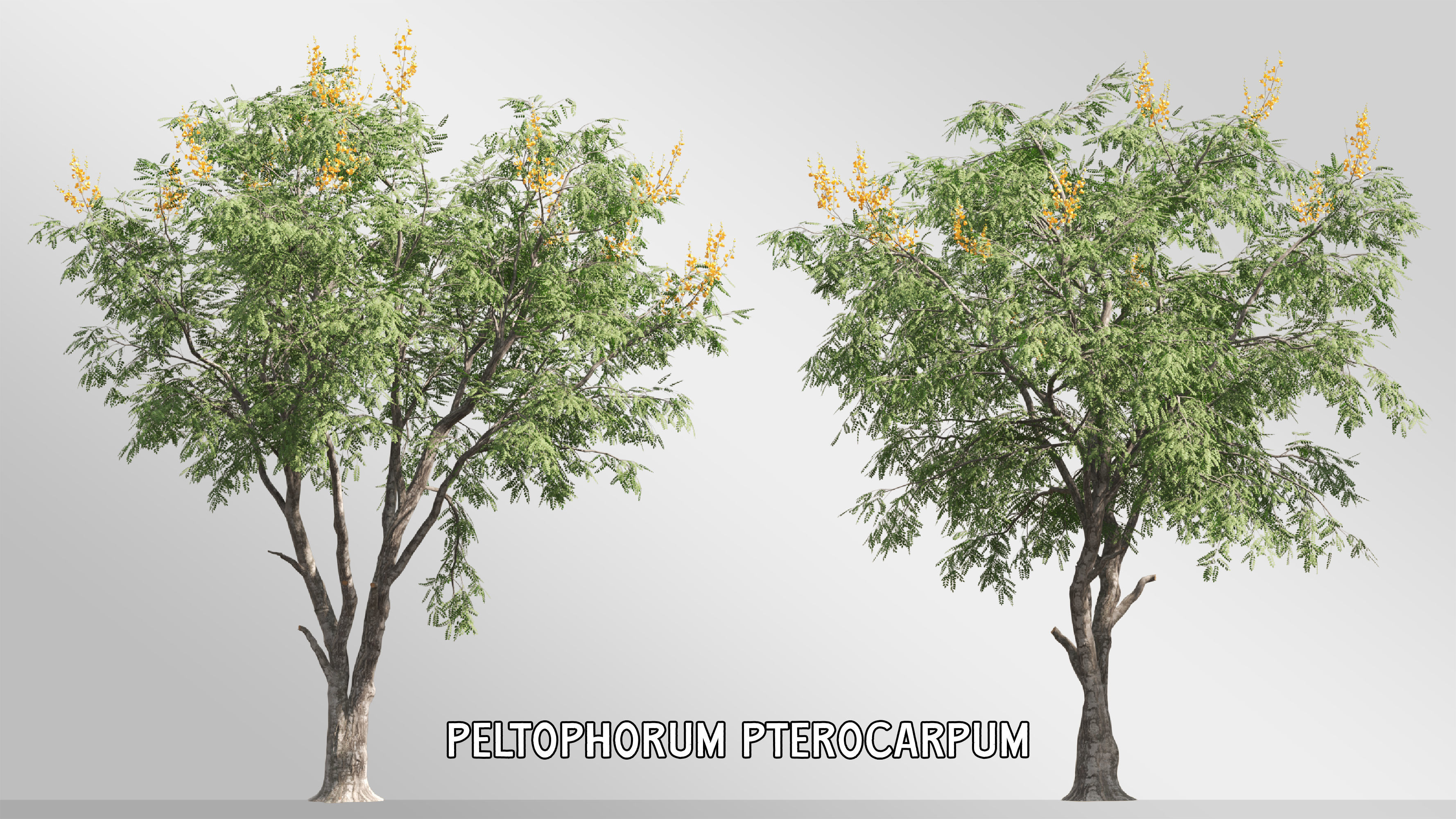 4 tree 3d models-Vol 02 3D model_2