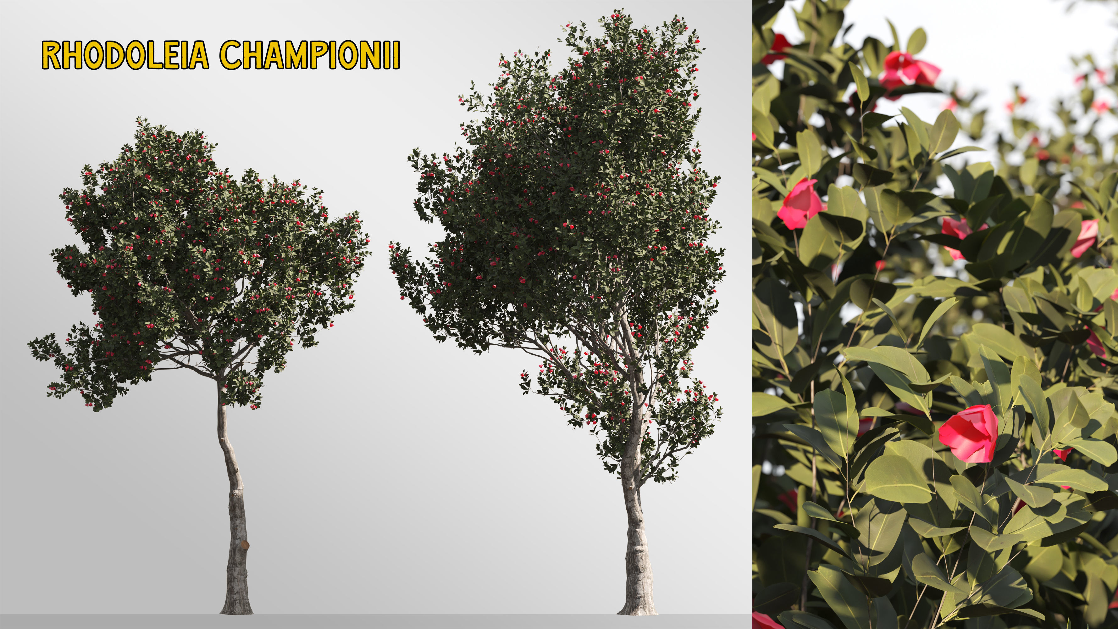 4 tree 3d models-Vol 02 3D model_1