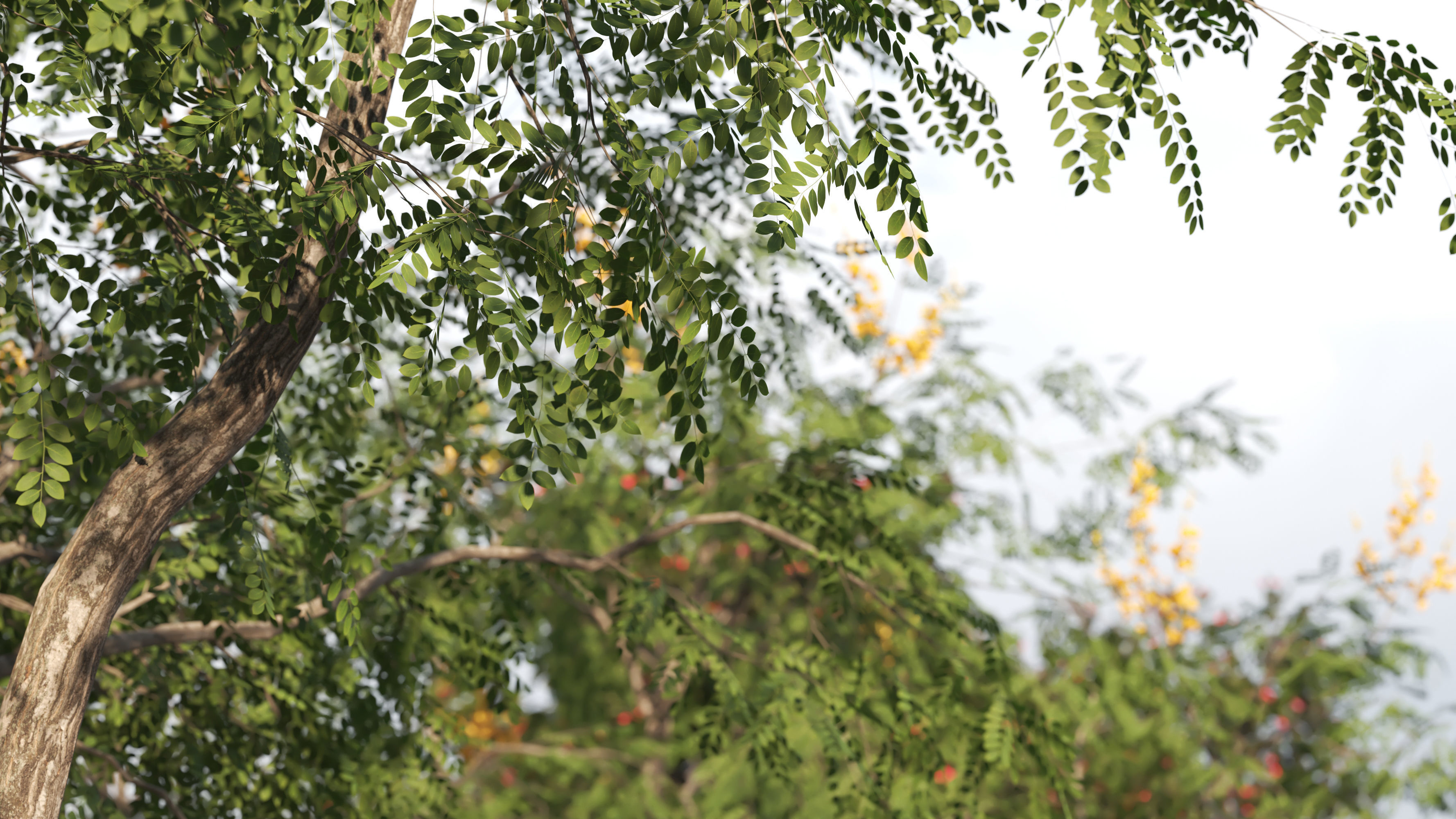 4 tree 3d models-Vol 02 3D model_4