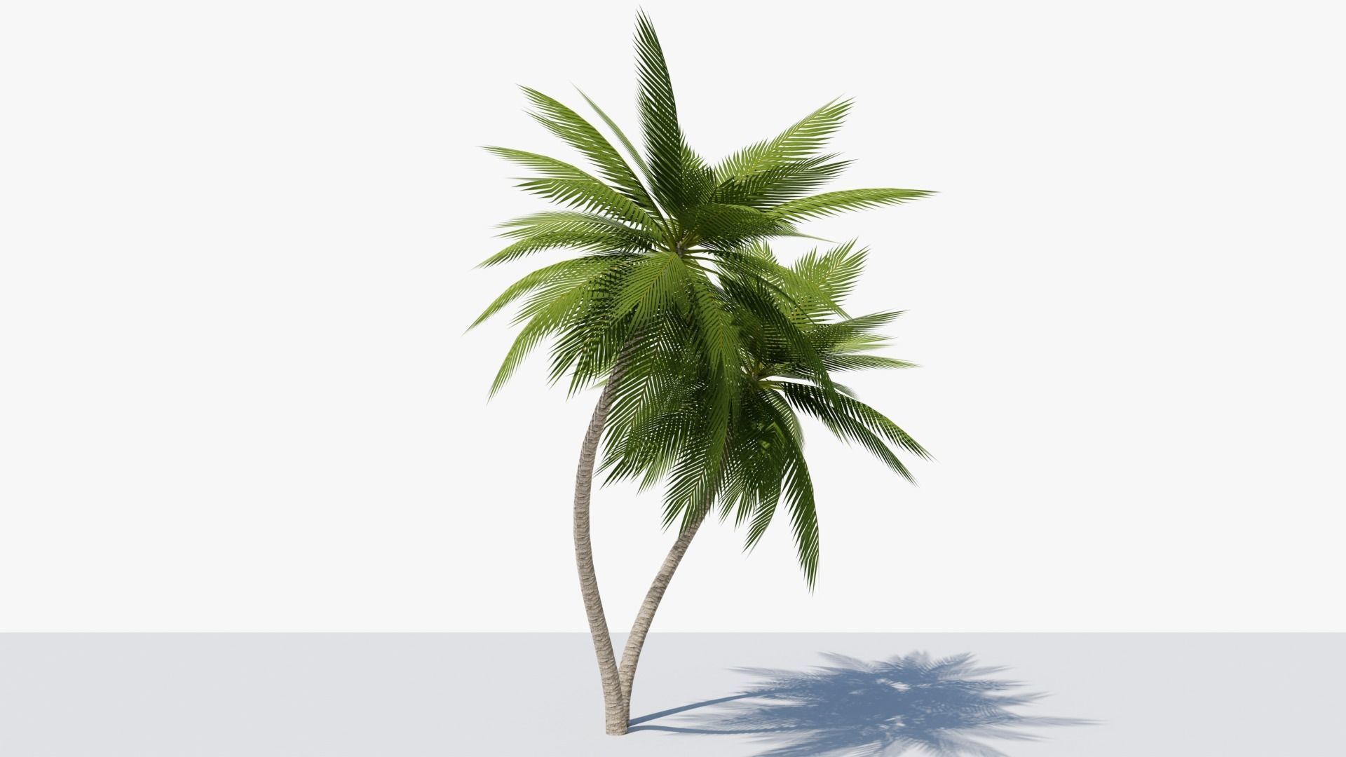 Lowpoly Date Palm v6 Low-poly 3D model_2