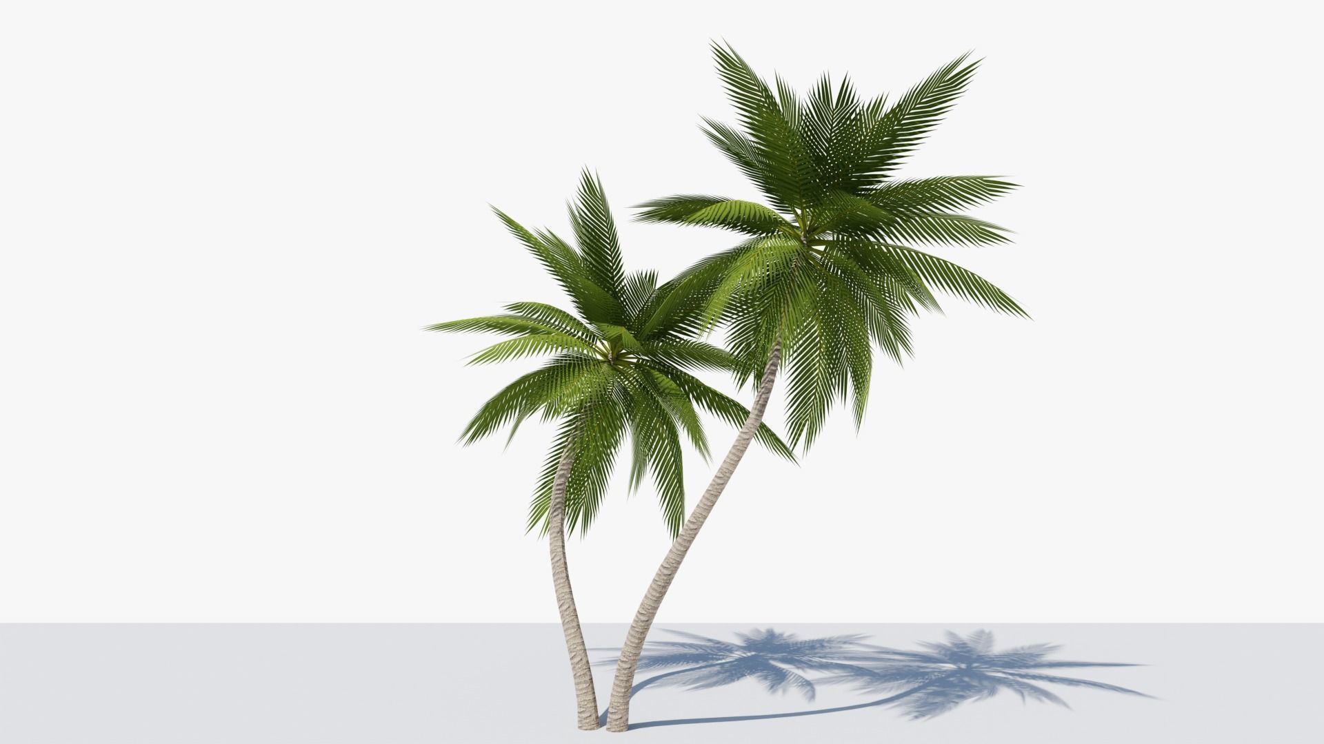 Lowpoly Date Palm v6 Low-poly 3D model_4