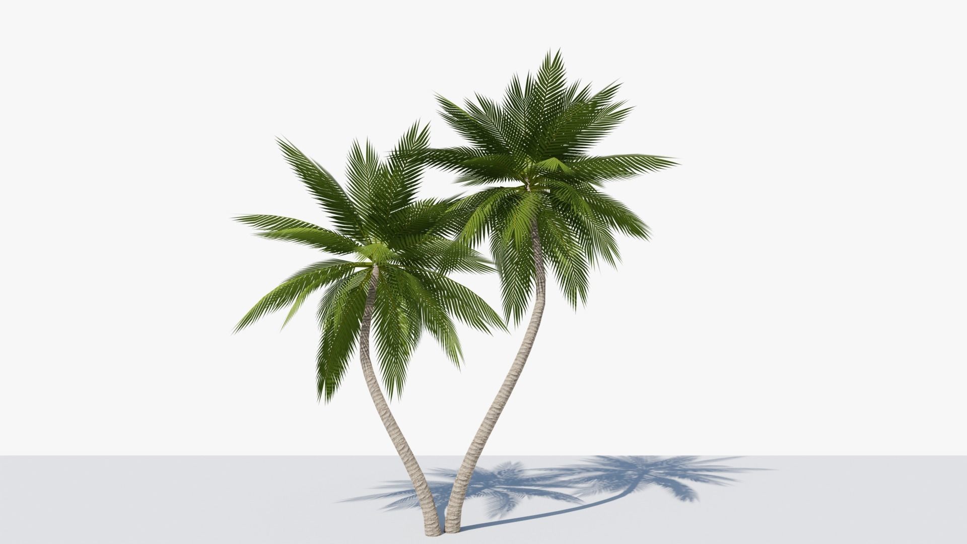 Lowpoly Date Palm v6 Low-poly 3D model_6