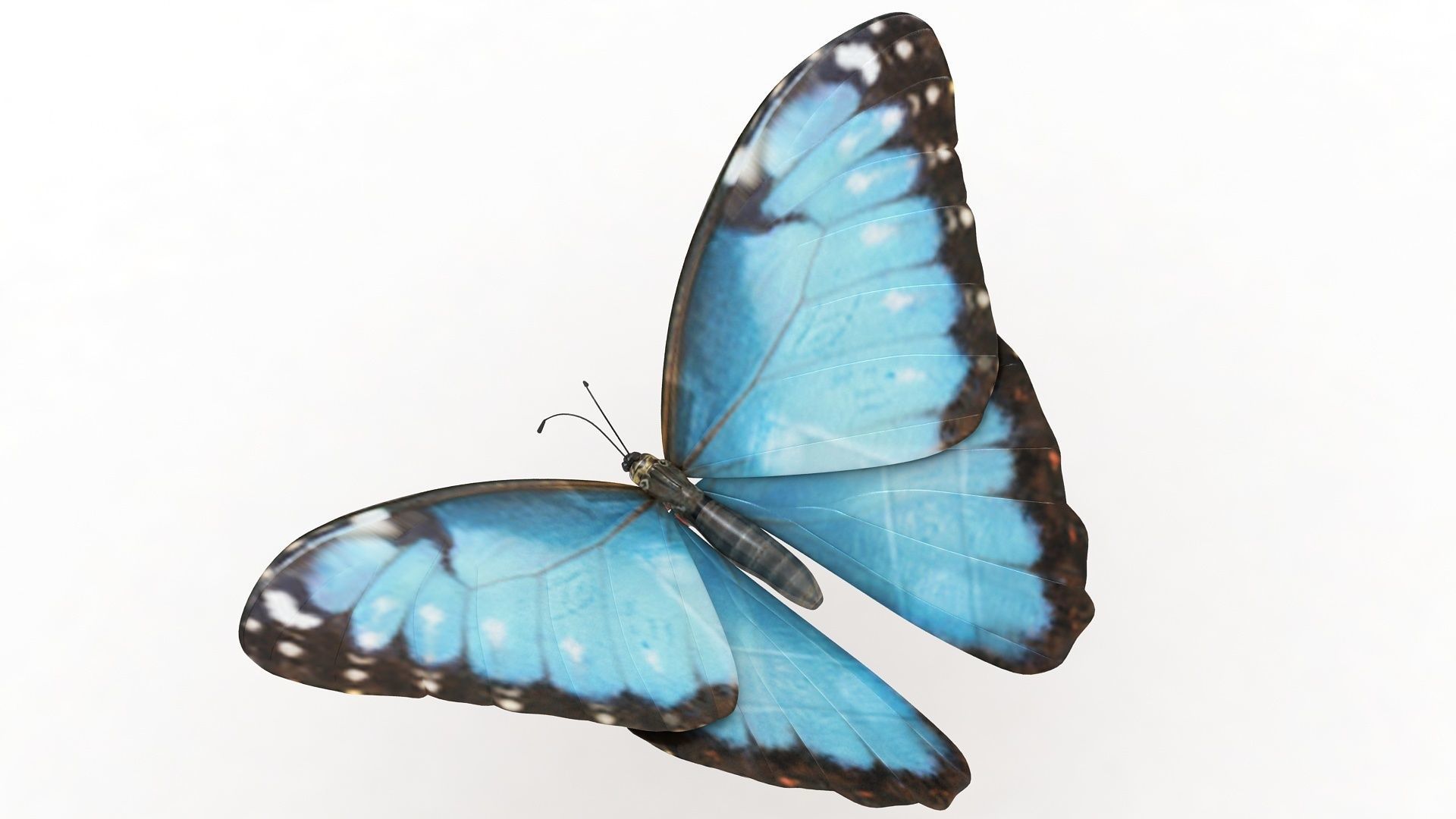 Morpho Peleides Butterfly 3D model_3