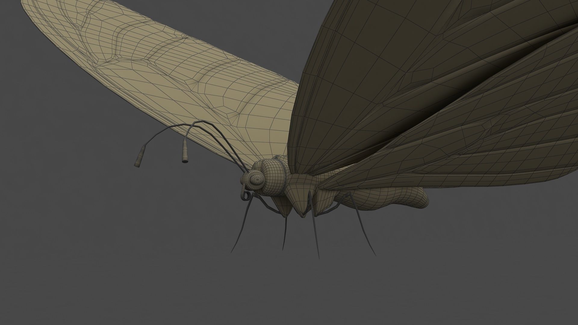 Morpho Peleides Butterfly 3D model_7