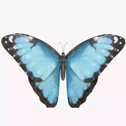 Morpho Peleides Butterfly