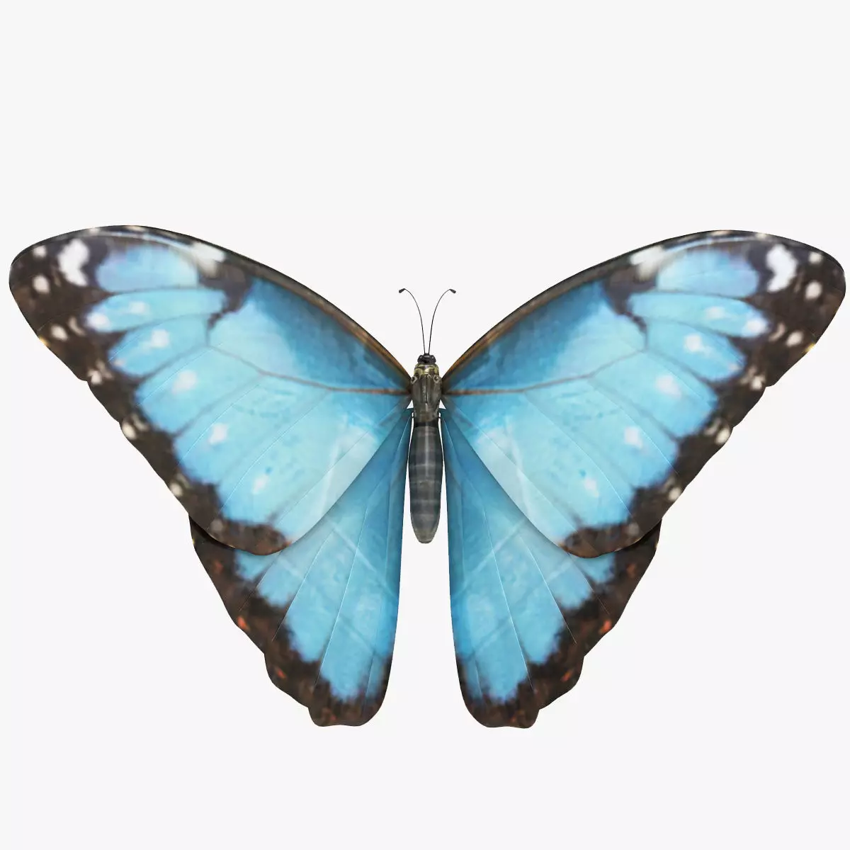 Morpho Peleides Butterfly 3D model_0