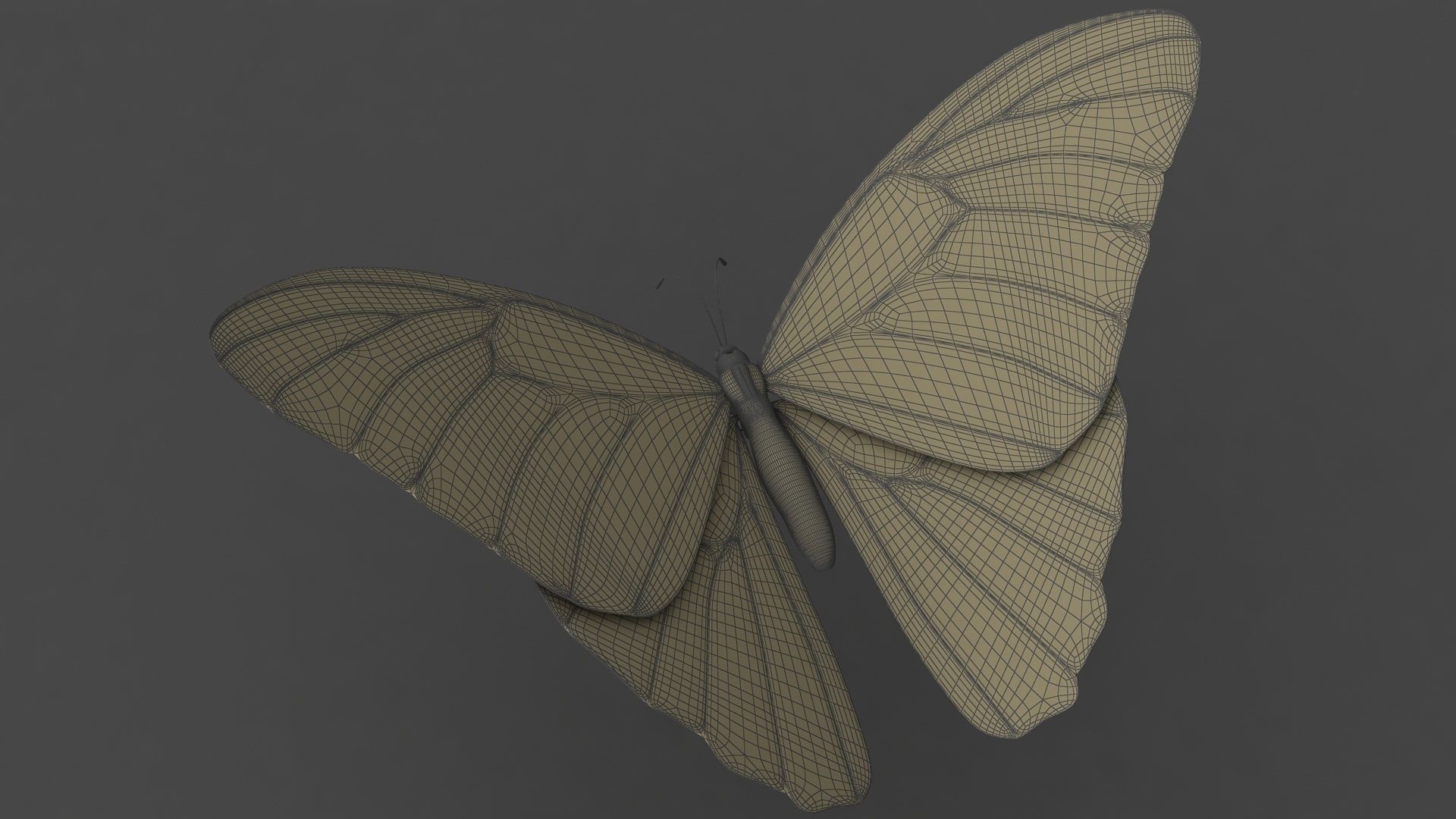 Morpho Peleides Butterfly 3D model_6