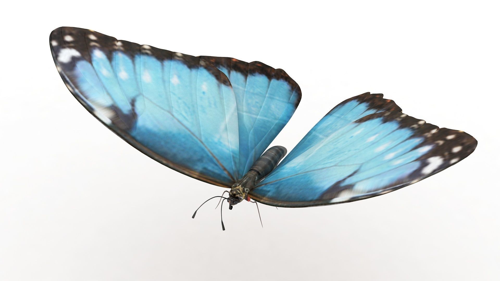Morpho Peleides Butterfly 3D model_2