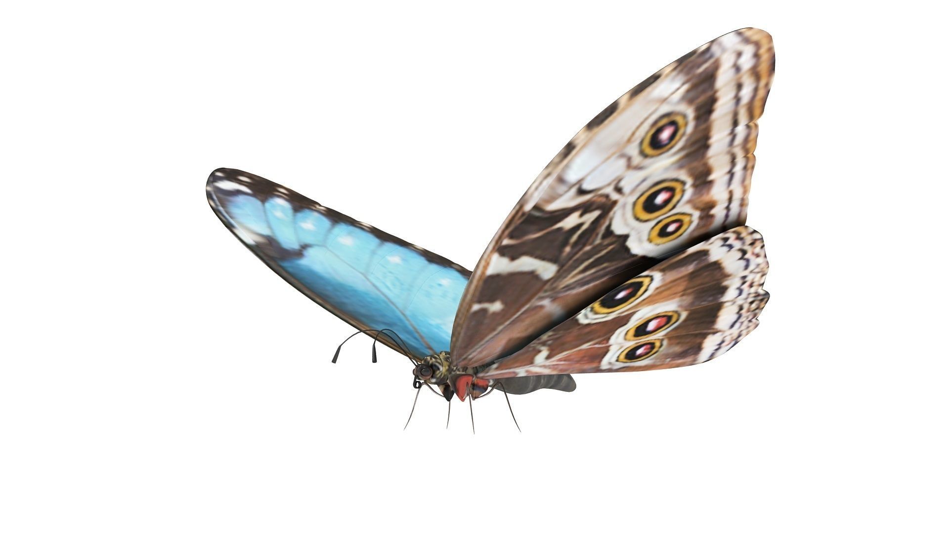 Morpho Peleides Butterfly 3D model_1