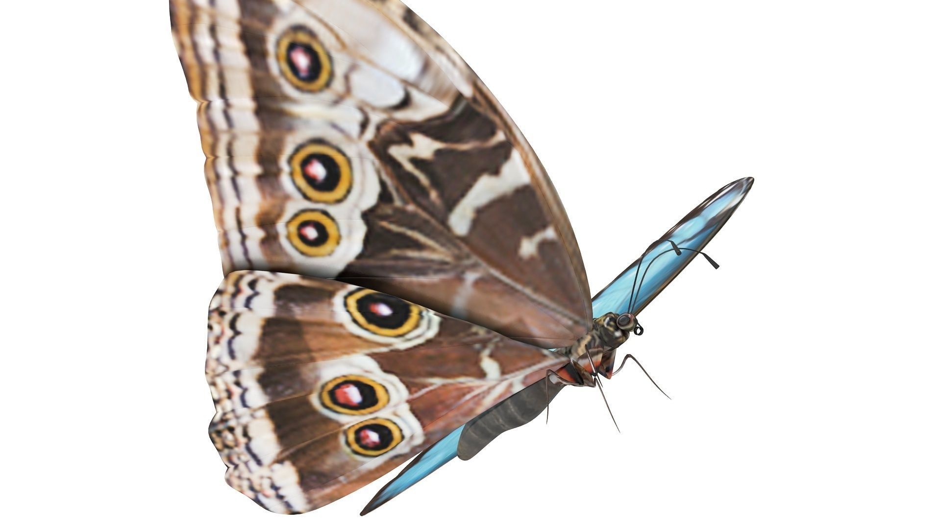 Morpho Peleides Butterfly 3D model_4