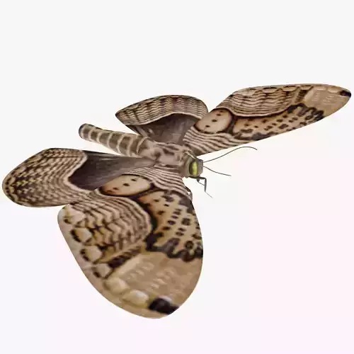 Owl Moth 3D model