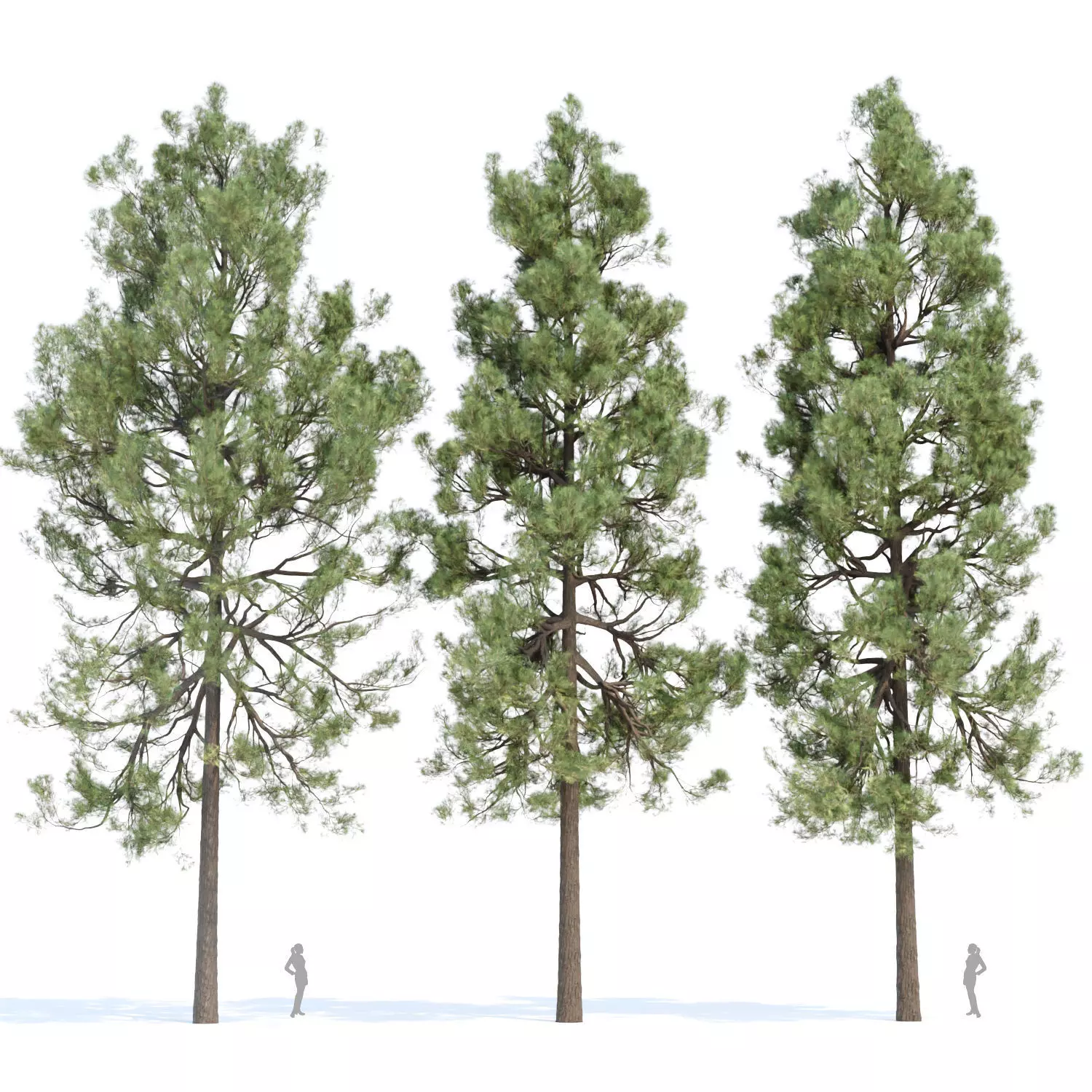 Pine trees collection vol 178 3D model_0