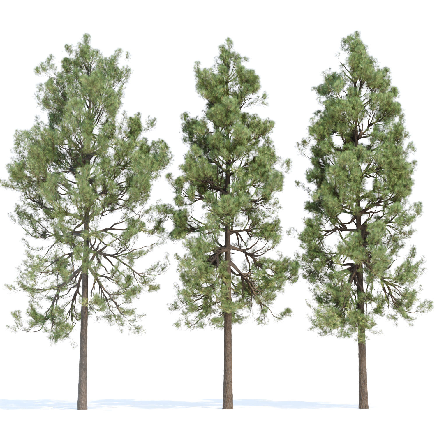 Pine trees collection vol 178 3D model_5