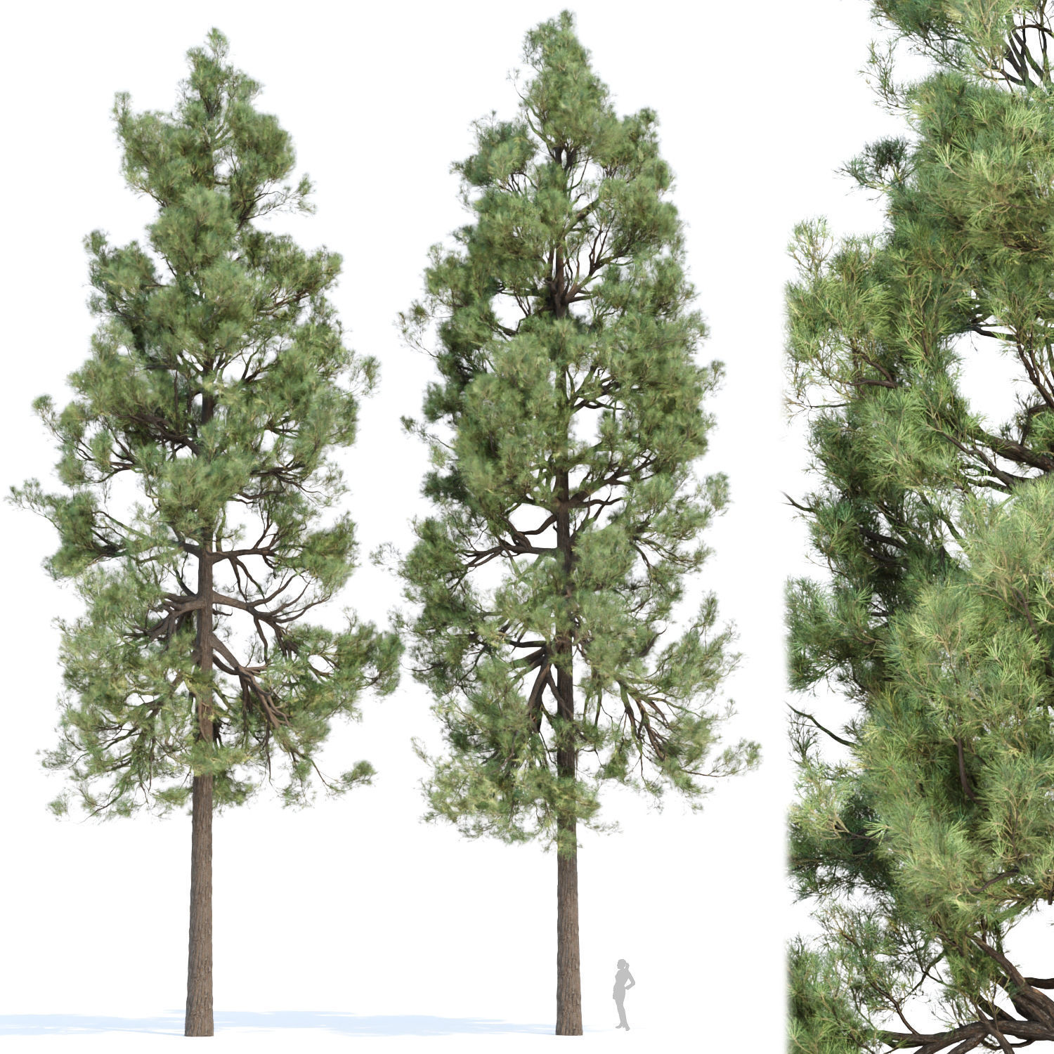Pine trees collection vol 178 3D model_3