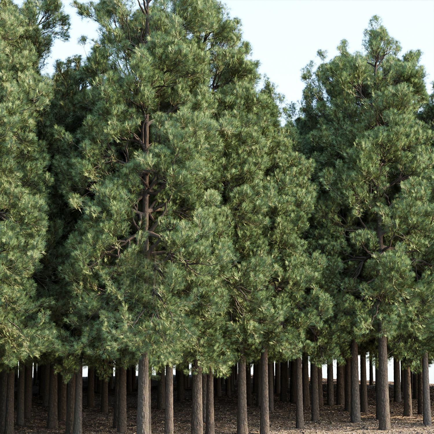 Pine trees collection vol 178 3D model_1