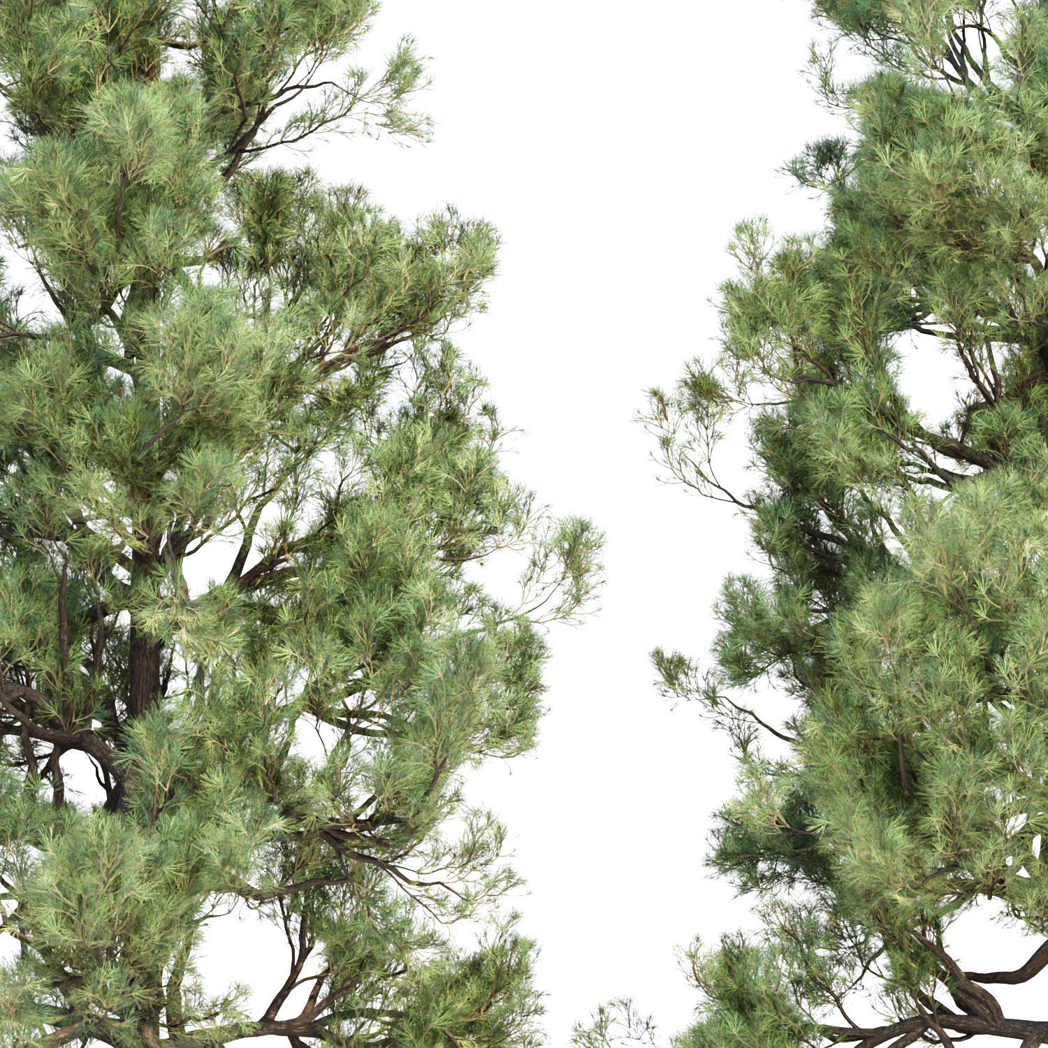 Pine trees collection vol 178 3D model_2