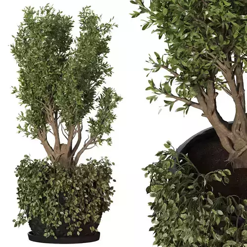 Tree in Pot 3D model