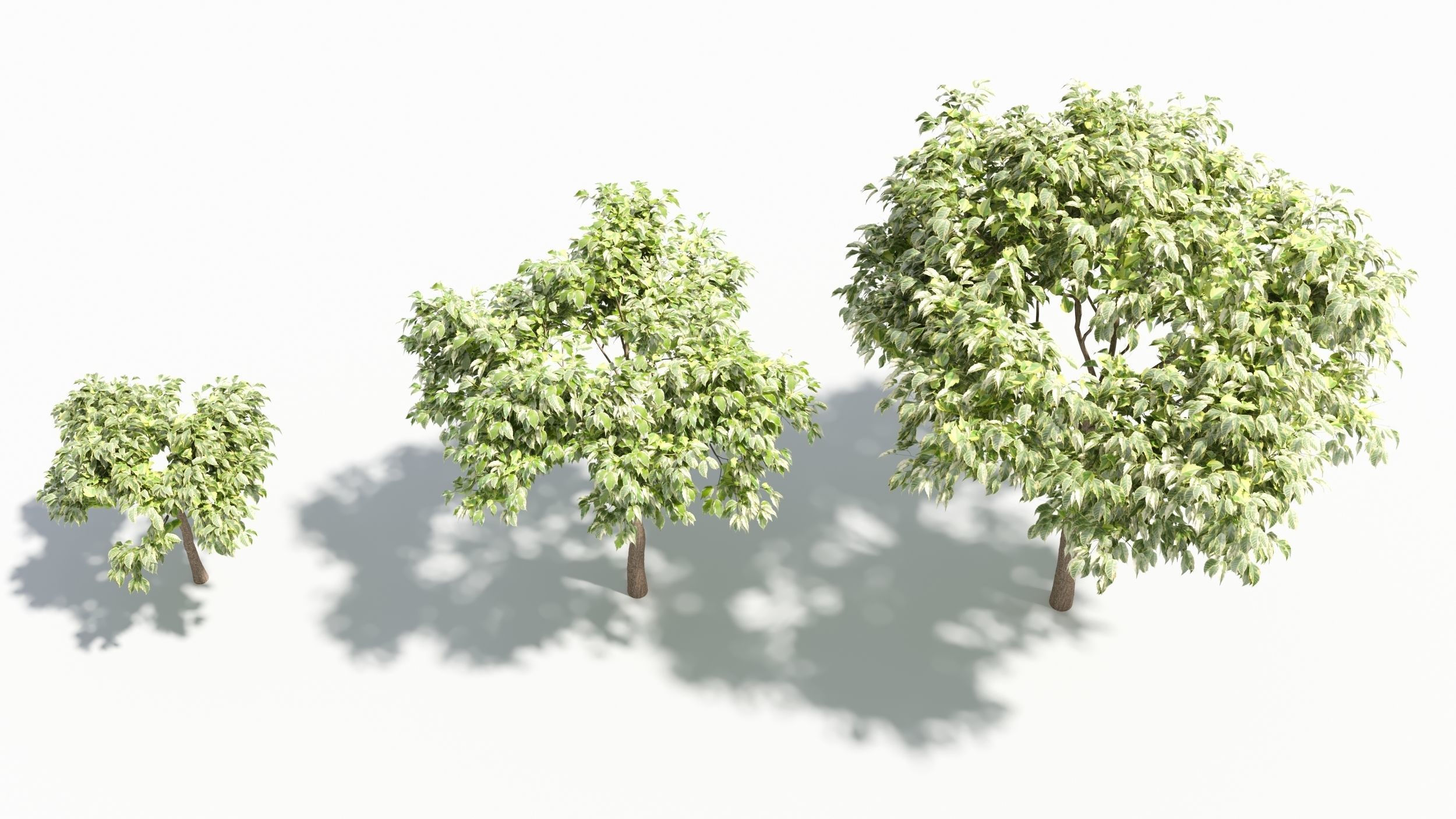 Acer negundo tree 3D model_6