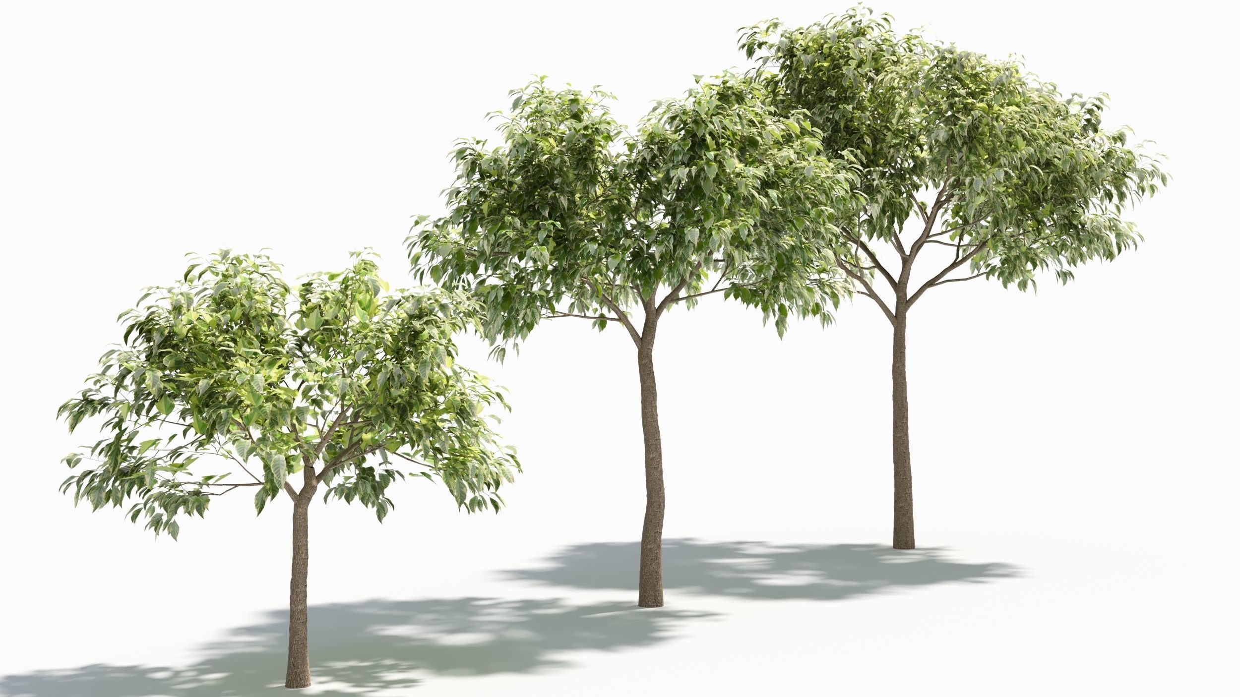 Acer negundo tree 3D model_1
