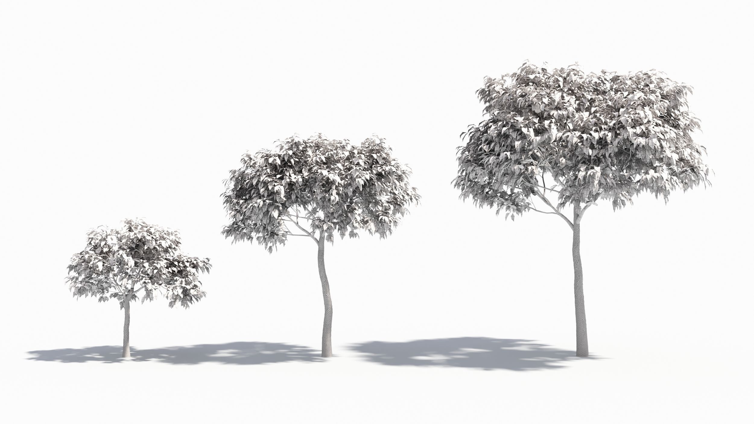 Acer negundo tree 3D model_8