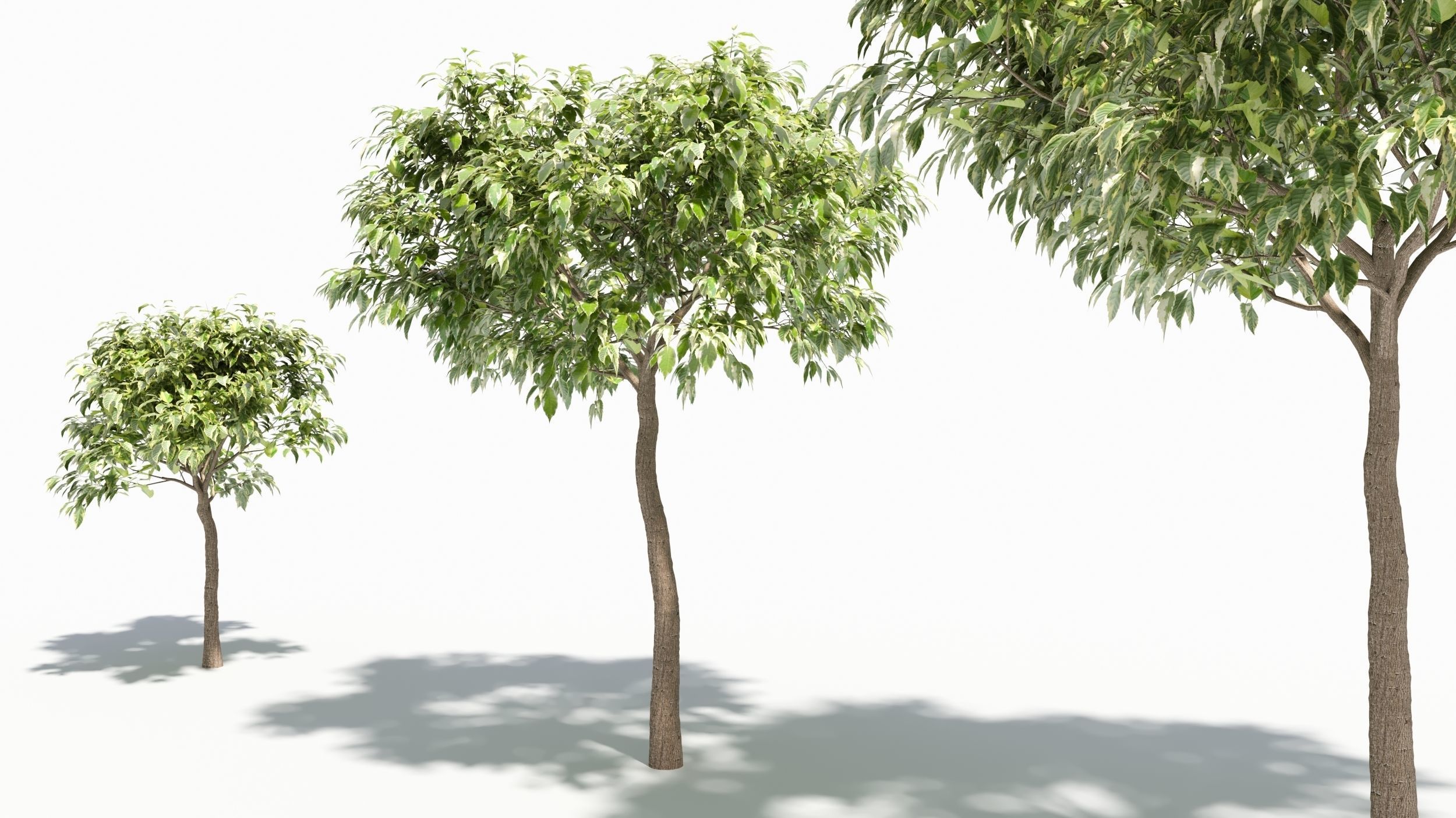 Acer negundo tree 3D model_7