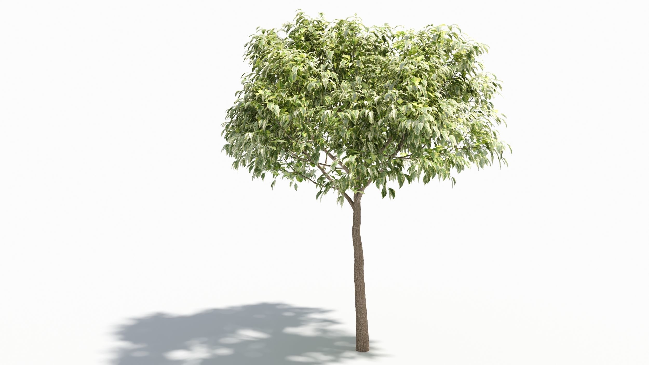 Acer negundo tree 3D model_5